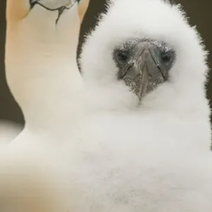 Gannet (Morus bassanus) fluffy chick with its parent. Shetland Islands, Scotland, UK, August