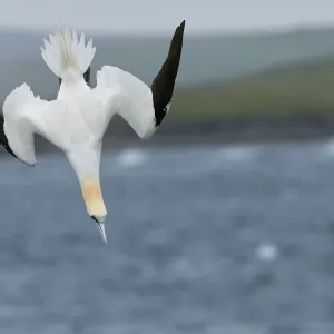 Gannet Diving Print, Shetland UK Gannet Diving Print, Shetland UK