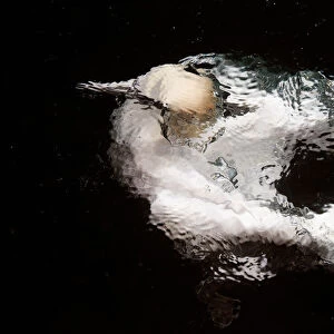 Gannet (Sula bassana) in water, Shetland, UK. July