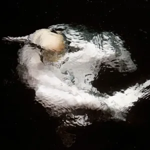 Gannet (Sula bassana) in water, Shetland, UK. July Gannet (Sula bassana) in water, Shetland, UK. July
