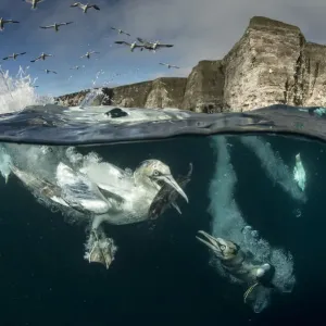 Gannets (Morus bassanus) diving to feed on discarded fish, Shetland, Scotland, UK, April Gannets (Morus bassanus) diving to feed on discarded fish, Shetland, Scotland, UK, April