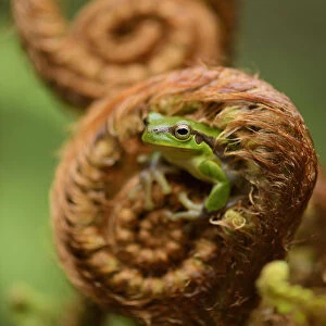 Gaoligongshan Tree Frog (Polypedates / Rhacophorus gongshanensis) in fern (Cibotium