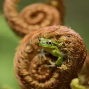 Gaoligongshan Tree Frog (Polypedates / Rhacophorus gongshanensis) in fern (Cibotium Gaoligongshan Tree Frog (Polypedates / Rhacophorus gongshanensis) in fern (Cibotium