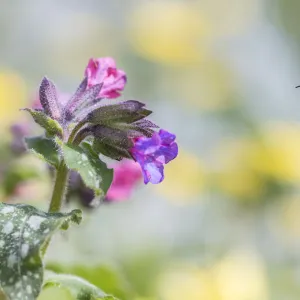 Garden bumblebee (Bombus hortorum) flying towards Lungwort (Pulmonaria officinalis) flower