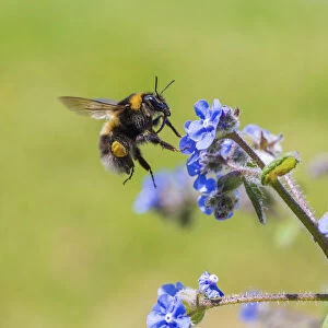 Garden bumblebee (Bombus hortorum) flying to Green alkanet (Pentaglottis sempervirens)