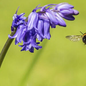 Garden bumblebee (Bombus hortorum) visiting bluebell (Hyacinthoides non-scripta) Monmouthshire