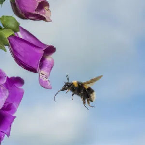 Garden bumblebee (Bombus hortorum), flying to Foxglove (Digitalis purpurea), flower