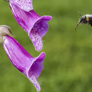 Garden bumblebee (Bombus hortorum) flying to feed on Foxglove (Digitalis purpurea) Monmouthshire