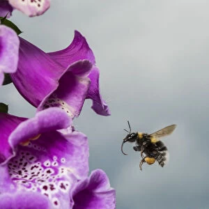 Garden bumblebee (Bombus hortorum), flying to Foxglove (Digitalis purpurea), flower
