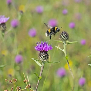 Garden bumblebee (Bombus hortorum) taking off from Knapweed, England, UK, August