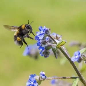 Garden bumblebee (Bombus hortorum) flying to Green alkanet (Pentaglottis sempervirens) Garden bumblebee (Bombus hortorum) flying to Green alkanet (Pentaglottis sempervirens)