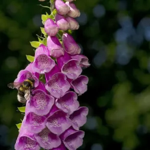 Garden bumblebee (Bombus hortorum) on Foxglove (Digitalis purpurea), spatter marks Garden bumblebee (Bombus hortorum) on Foxglove (Digitalis purpurea), spatter marks
