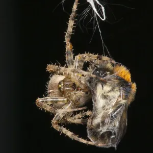 Garden Cross Spider (Araneus diadematus) wrapping its Common Carder Bee (Bombus pascuorum) Garden Cross Spider (Araneus diadematus) wrapping its Common Carder Bee (Bombus pascuorum)