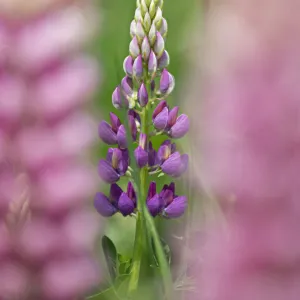 Garden lupin (Lupinus polyphyllus) Terwick Church Fields, Sussex, UK. June