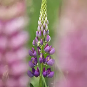 Garden lupin print, Terwick Church Fields, Sussex Garden lupin print, Terwick Church Fields, Sussex