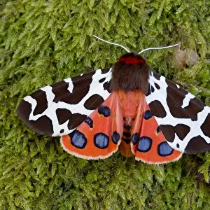 Garden tiger moth (Arctia caja) Killard Point NNR, Ballyhornan, County Down, Northern Ireland