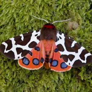Garden tiger moth Print, Killard Point NNR Garden tiger moth Print, Killard Point NNR