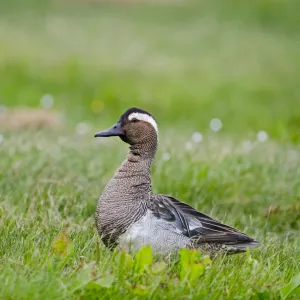 Garganey duck (Anas querquedula) drake calling, Cley, Norfolk, UK, May