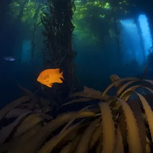 Garibaldi Fish and Giant Kelp Forest Print Garibaldi Fish and Giant Kelp Forest Print