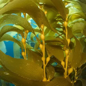 Giant Kelp Gas Bladders Print Giant Kelp Gas Bladders Print