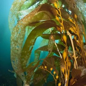 Les poches à gaz d'une grande plante de kelp (Macrocystis pyrifera). Baie Fortescue, Tasmanie, Australie.