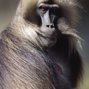 Gelada baboon mature male portrait with wind blown hair (Theropithecus gelada) Simien Mountains NP