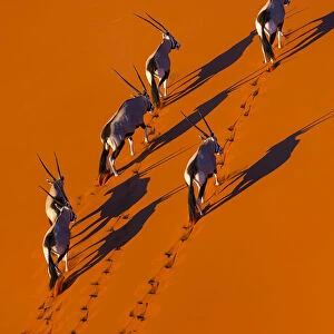 Gemsbok (Oryx gazella) aerial view of herd on sand, Namib Desert, Namibia