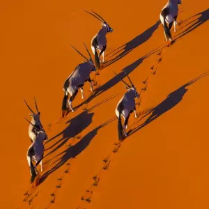 Gemsbok Herd Aerial Print Gemsbok Herd Aerial Print
