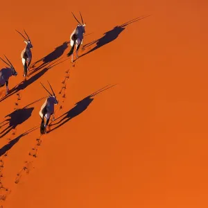Gemsbok (Oryx gazella) vista aérea de manada en arena, desierto del Namib, Namibia. Gemsbok (Oryx gazella) vista aérea de manada en arena, desierto del Namib, Namibia.