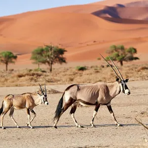 Gemsbok Female and Calf Print, Namibia Gemsbok Female and Calf Print, Namibia