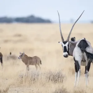 Gemsbok Female Print with Two Calves, Namibia Gemsbok Female Print with Two Calves, Namibia