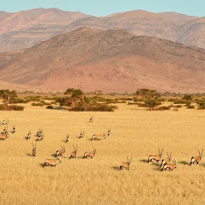 Gemsbok (Oryx gazella) herd in desert after the wet season with Naukluft Mountains in the background, Namib-Naukluft National Park, Namibia Gemsbok (Oryx gazella) herd in desert after the wet season with Naukluft Mountains in the background, Namib-Naukluft National Park, Namibia