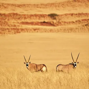 Gemsbok (Oryx gazella) pair standing in grass after wet season in desert, Namib-Naukluft National Park, Namibia Gemsbok (Oryx gazella) pair standing in grass after wet season in desert, Namib-Naukluft National Park, Namibia