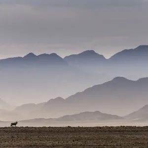 Gemsbok Print, Sossusvlei Valley, Namib Desert Gemsbok Print, Sossusvlei Valley, Namib Desert
