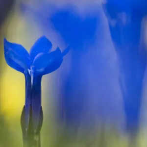 Gentiana orbicularis flowers, Liechtenstein, June 2009