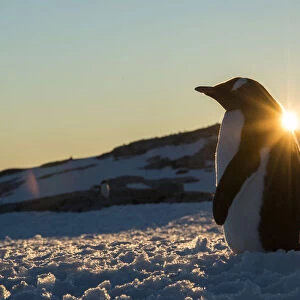 Gentoo Penguin (Pygoscelis papua) standing with sunset behind, Petermann Island