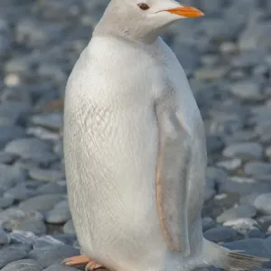Gentoo Penguin Albino Print, South Georgia Gentoo Penguin Albino Print, South Georgia