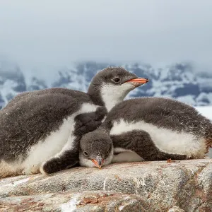 Dos pollitos de pingüino Gento (Pygoscelis papua) durmiendo abrigados, Isla Goudier, Puerto Lockroy, Península Antártica, Antártida. Dos pollitos de pingüino Gento (Pygoscelis papua) durmiendo abrigados, Isla Goudier, Puerto Lockroy, Península Antártica, Antártida.