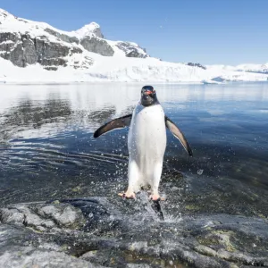 Gentoo Penguin (Pygoscelis papua) coming in from the sea, Cuverville Island, Antarctic Peninsula