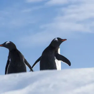 Gentoo Penguin (Pygoscelis papua) penguins on a floating iceberg, Antarctic Peninsula Gentoo Penguin (Pygoscelis papua) penguins on a floating iceberg, Antarctic Peninsula