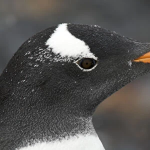 Gentoo penguin (Pygoscelis papua) portrait, Antarctica