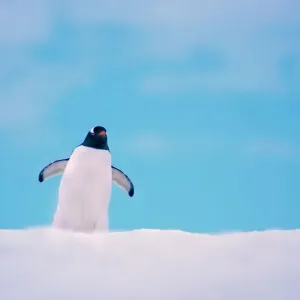 Gentoo Penguin {Pygoscelis papua} on snowline. Antarctica Gentoo Penguin {Pygoscelis papua} on snowline. Antarctica