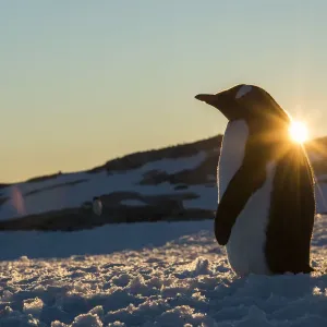 Gentoo Penguin (Pygoscelis papua) standing with sunset behind, Petermann Island Gentoo Penguin (Pygoscelis papua) standing with sunset behind, Petermann Island