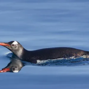 Gentoo penguin (Pygoscelis papua) swimming at surface, Neko Harbour, Antarctic Peninsula Gentoo penguin (Pygoscelis papua) swimming at surface, Neko Harbour, Antarctic Peninsula