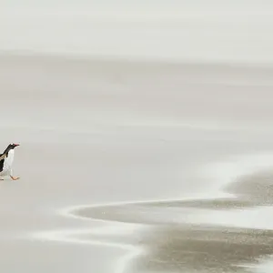 Der Gentoo-Pinguin (Pygoscelis papua) geht über den sandigen Strand hinweg zum Ozean auf der Falkland-Inseln Der Gentoo-Pinguin (Pygoscelis papua) geht über den sandigen Strand hinweg zum Ozean auf der Falkland-Inseln