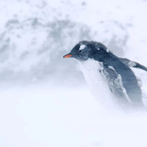 Gentoo Penguin {Pygoscelis papua} walking through snow storm, Antarctica