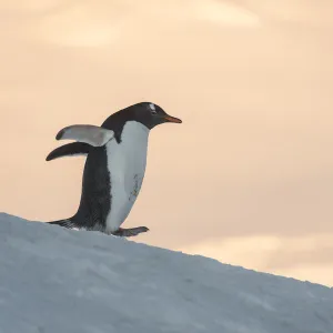 Gentoo Penguin (Pygoscelis papua) Wiencke Island, Antarctic Peninsula, Antarctica