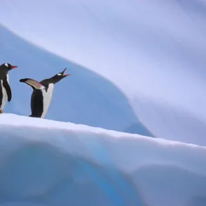 Gentoo penguins on iceberg (Pygoscelis papua) Antarctic Peninsula