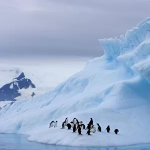 Gentoo penguins (Pygoscelis Papua) on an iceberg off the western Antarctic Peninsula