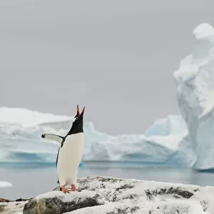 Gentoo penguins (Pygoscelis papua) calling, Cuverville Island. Antarctic Peninsula